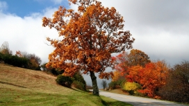 秋天的灌木树