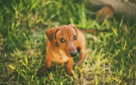 草丛中的名犬腊肠犬壁纸桌面下载