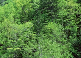 高清晰茂密绿色森林树木壁纸