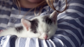 高清晰沙发上的小花猫宠物壁纸下载