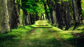 高清晰绿色大树森林壁纸
