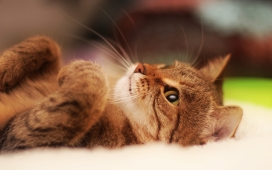 躺在地板上的褐色花猫