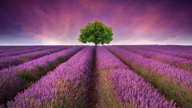 高清晰紫色薰衣草花场壁纸