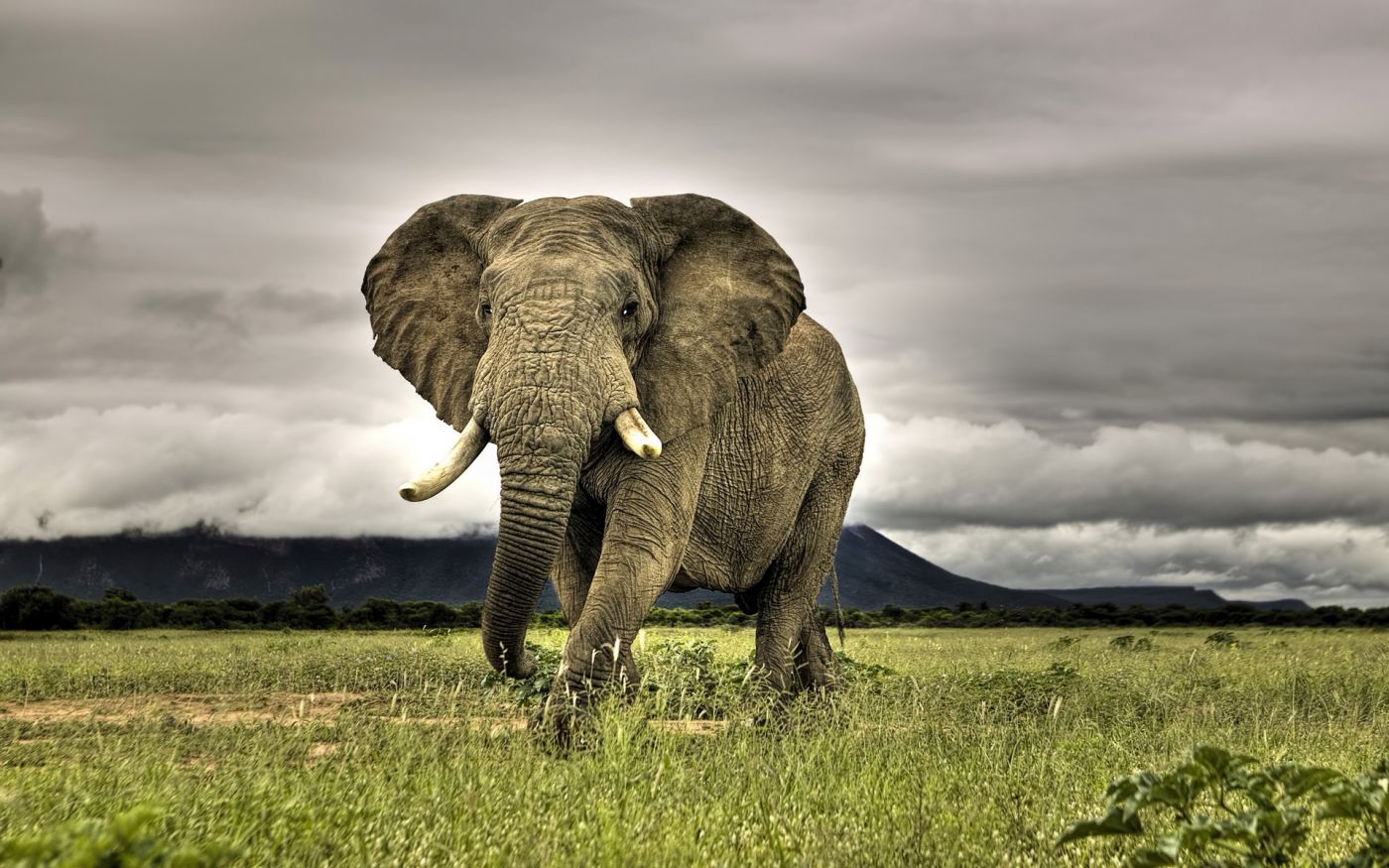 艺术摄影 图片信息简介:走在南非马拉克勒稀树国家公园的非洲象