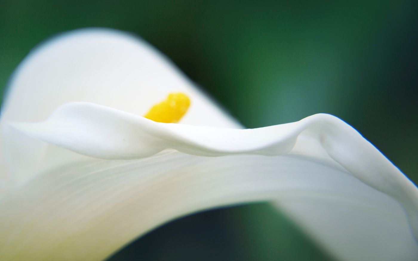 高清晰白色马蹄莲花壁纸