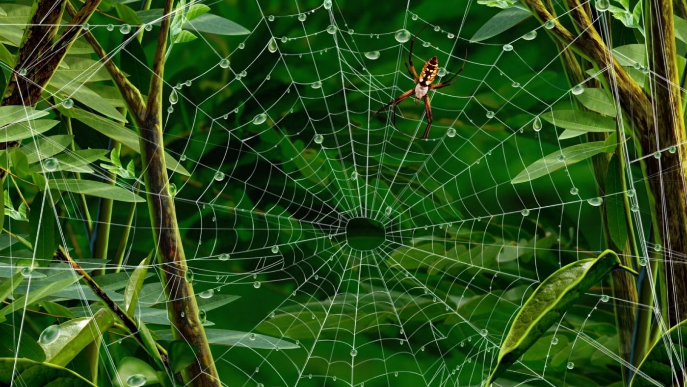 高清晰森林中带水珠的蜘蛛网壁纸
