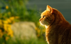 高清晰动小花猫摄影壁纸下载