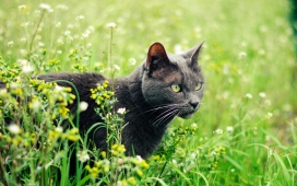花丛中的黑猫