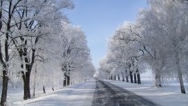 高清晰冬天雪树路
