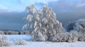 冬季雪树壁纸