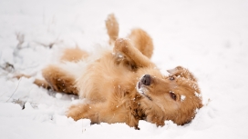 在雪地里玩耍的狗
