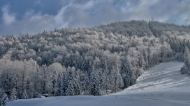 冬季雪松树林区域壁纸