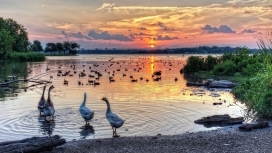 日落湖下的鹅