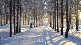 高清晰雪树壁纸