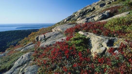 尼斯海洋红花悬崖