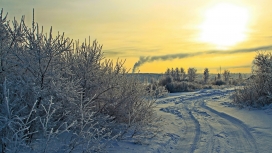 雪松路壁纸