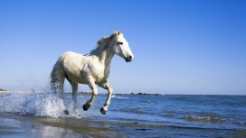 在海滩上奔跑的白马