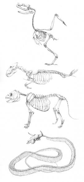 Skeletons II生物骨骼插画