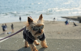 高清晰戴墨镜的可爱萌犬桌面壁纸下载