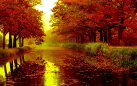 可爱的红树河叶子