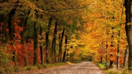 惊叹的秋季树林路美景