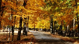 高清晰金色秋季路壁纸