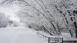 高清晰白色雪树壁纸