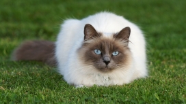 高清晰绿色草坪上的白猫宠物猫壁纸