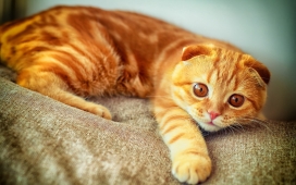 苏格兰橙色折猫