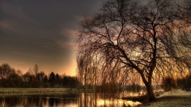 日落下的芳草岸湖柳