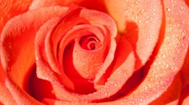 高清晰带玉珠的红色玫瑰壁纸