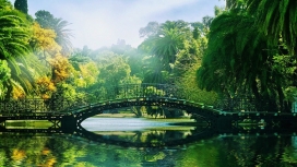 晴天下的绿色热带拱桥湖公园壁纸