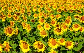 高清晰唯美太阳花向日葵花瓣壁纸