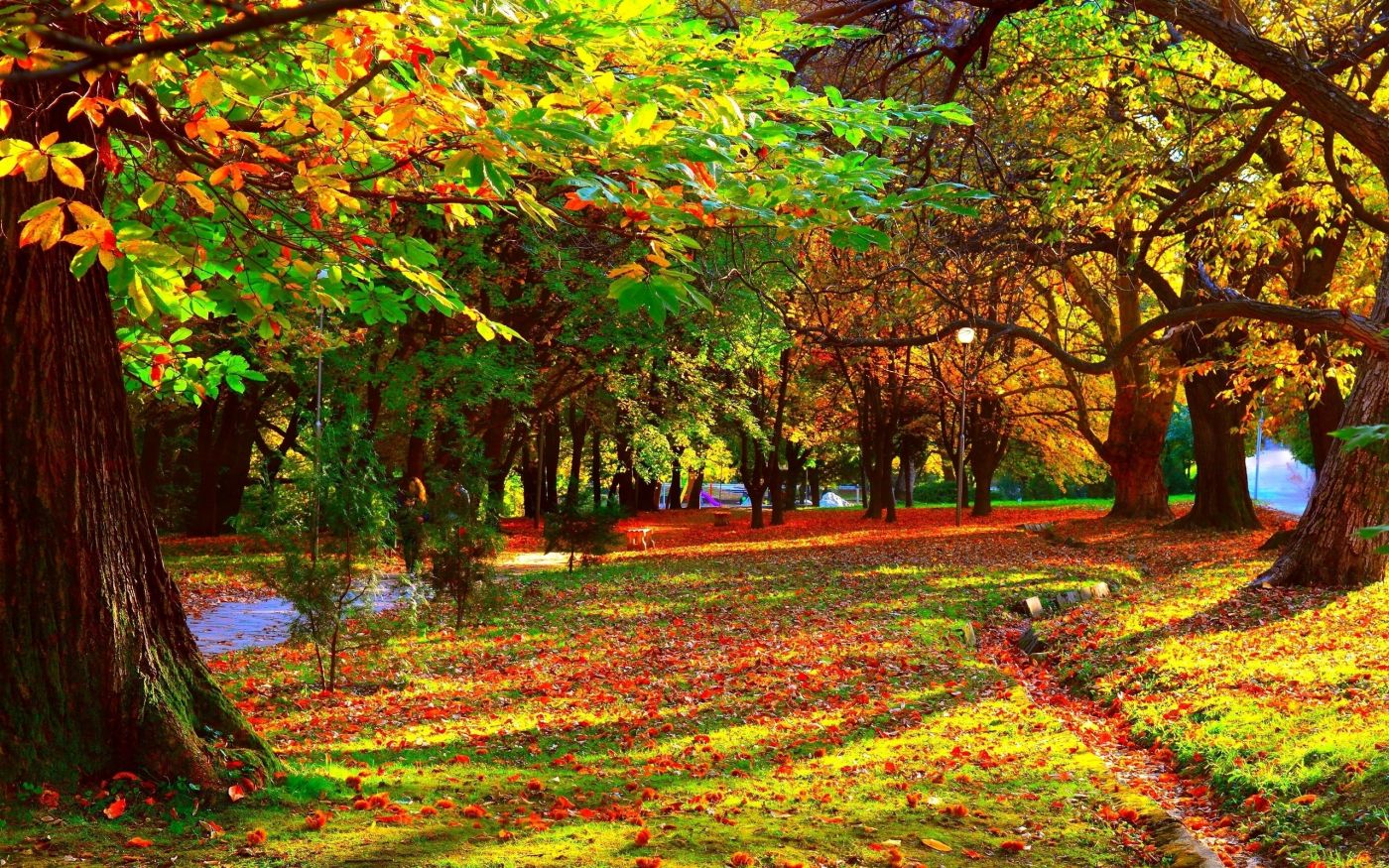 高清晰唯美公园秋季美景风光超大壁纸下载封面大图