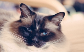 高清晰蓝眼宠物猫壁纸