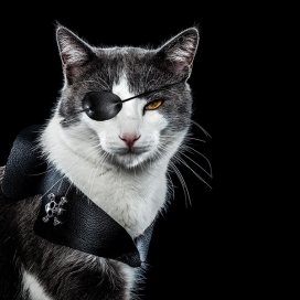 Gatos Malignos-邪恶的猫
