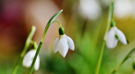 高清晰白色雪花莲壁纸