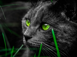 绿眼黑猫壁纸