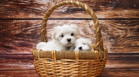 竹篮子里的两只小白狗