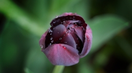 高清晰紫黑郁金香花蕾墙纸