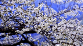 高清晰白色梅花壁纸