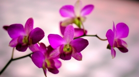 高清晰紫色兰花壁纸