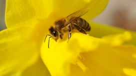 黄色花瓣上采蜜的小蜜蜂