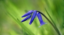 风信子花