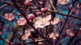 开花的杏仁树