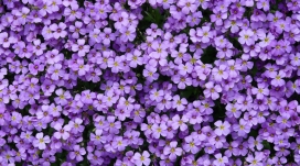小小的紫色花瓣壁纸