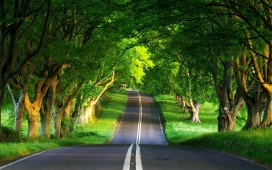 高清晰绿色树漂亮的路壁纸