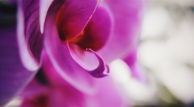 高清晰紫红兰花壁纸