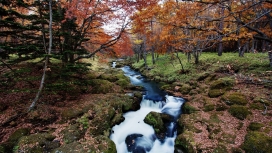 秋季森林小溪