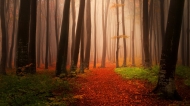 高清晰雾气红色森林壁纸
